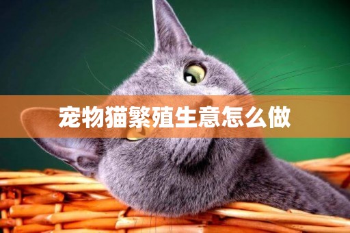 寵物貓繁殖生意怎么做