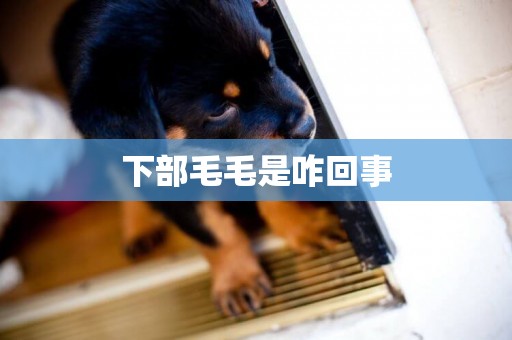 下部毛毛是咋回事