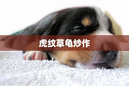 虎紋草龜炒作
