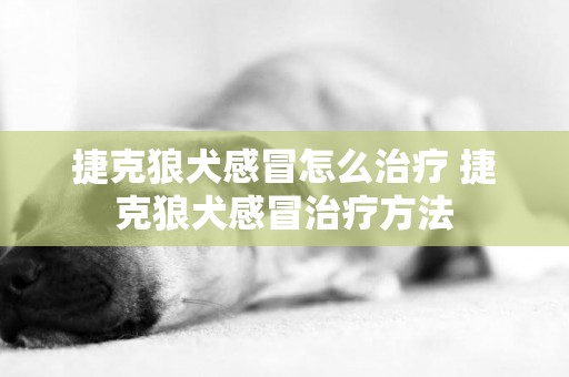 捷克狼犬感冒怎么治療 捷克狼犬感冒治療方法