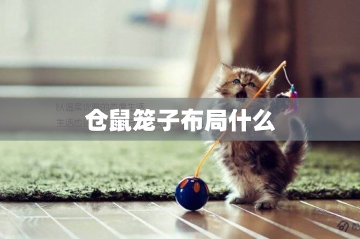 倉鼠籠子布局什么