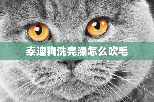 泰迪狗洗完澡怎么吹毛