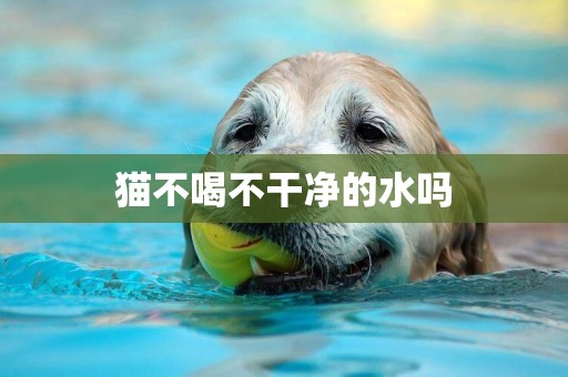 貓不喝不干凈的水嗎