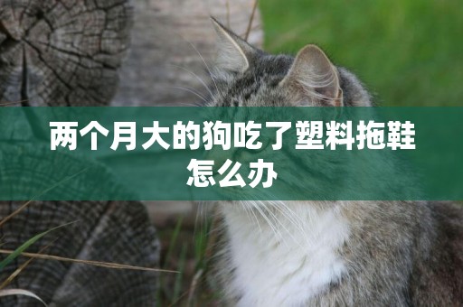 兩個月大的狗吃了塑料拖鞋怎么辦