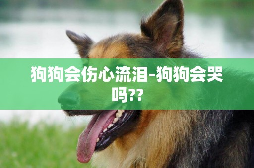 狗狗會傷心流淚-狗狗會哭嗎??