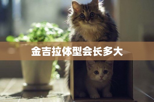 金吉拉體型會長多大