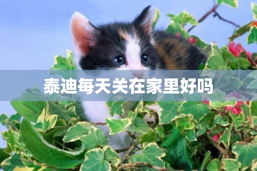 泰迪每天關在家里好嗎