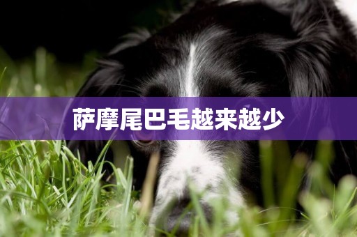 薩摩尾巴毛越來越少