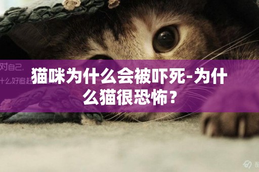貓咪為什么會被嚇死-為什么貓很恐怖？