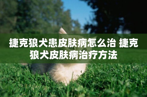 捷克狼犬患皮膚病怎么治 捷克狼犬皮膚病治療方法