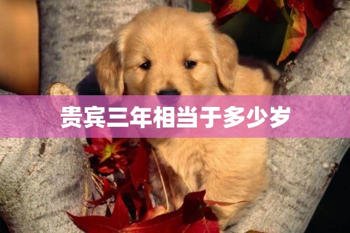 貴賓三年相當于多少歲