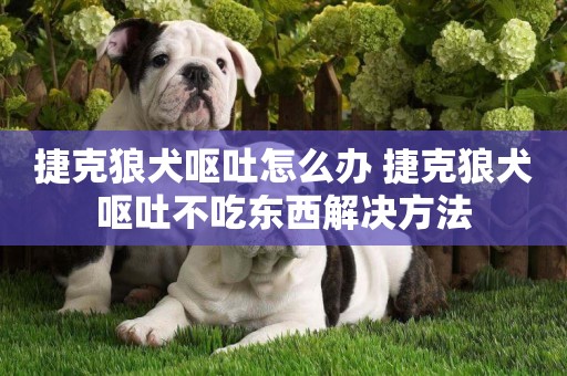 捷克狼犬嘔吐怎么辦 捷克狼犬嘔吐不吃東西解決方法