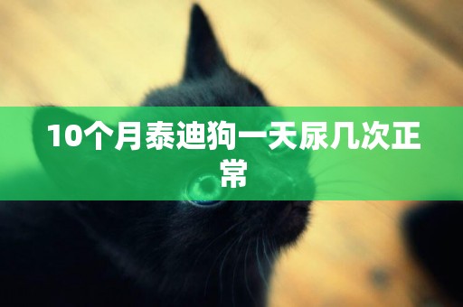 10個月泰迪狗一天尿幾次正常