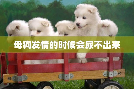 母狗發情的時候會尿不出來