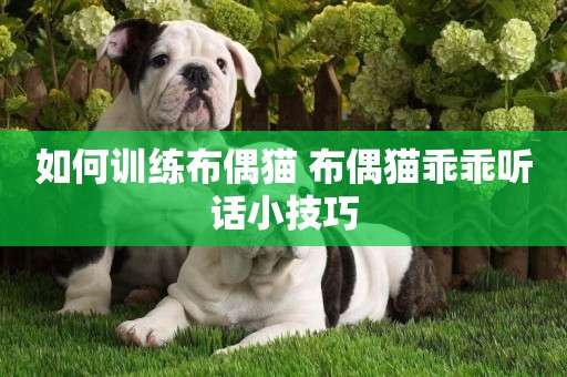 如何訓練布偶貓 布偶貓乖乖聽話小技巧