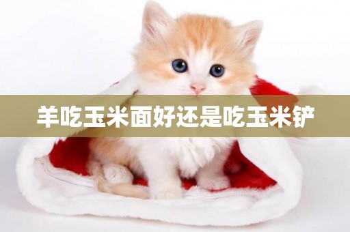 羊吃玉米面好還是吃玉米鏟