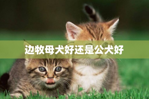 邊牧母犬好還是公犬好