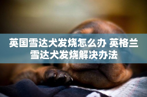 英國雪達犬發燒怎么辦 英格蘭雪達犬發燒解決辦法