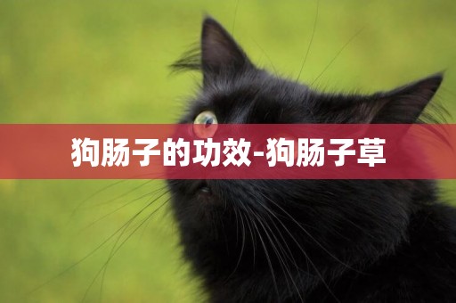 狗腸子的功效-狗腸子草