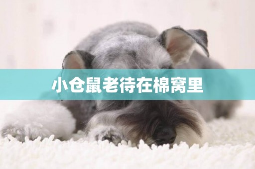 小倉鼠老待在棉窩里