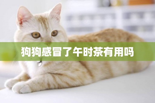 狗狗感冒了午時茶有用嗎