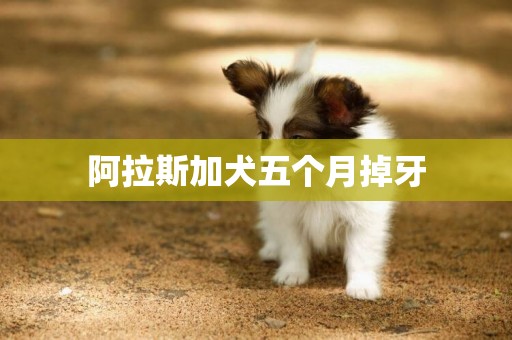 阿拉斯加犬五個月掉牙