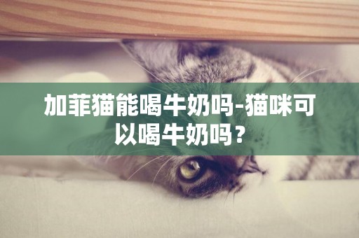 加菲貓能喝牛奶嗎-貓咪可以喝牛奶嗎？