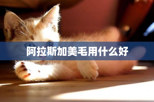 阿拉斯加美毛用什么好