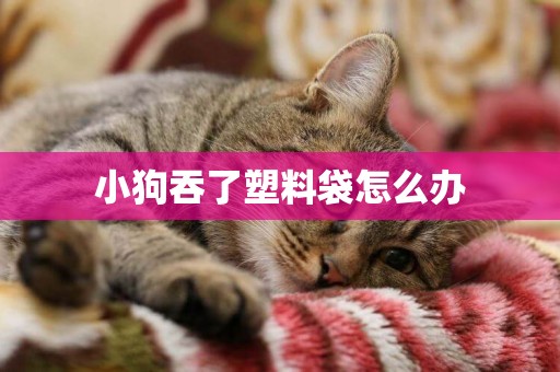小狗吞了塑料袋怎么辦