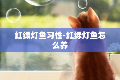 紅綠燈魚習性-紅綠燈魚怎么養