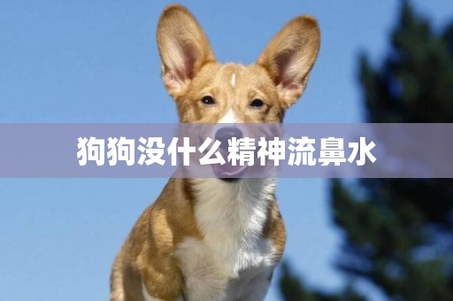 狗狗沒什么精神流鼻水