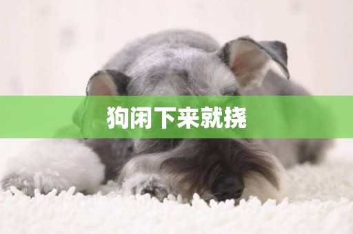 狗閑下來就撓