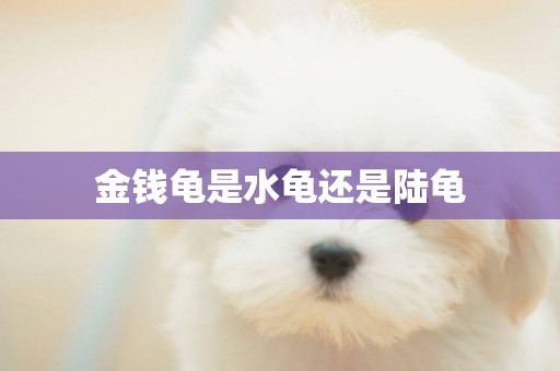 金錢龜是水龜還是陸龜