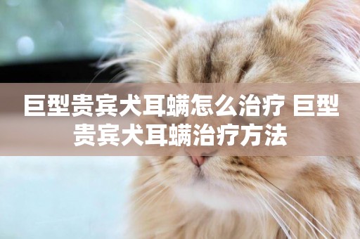 巨型貴賓犬耳螨怎么治療 巨型貴賓犬耳螨治療方法