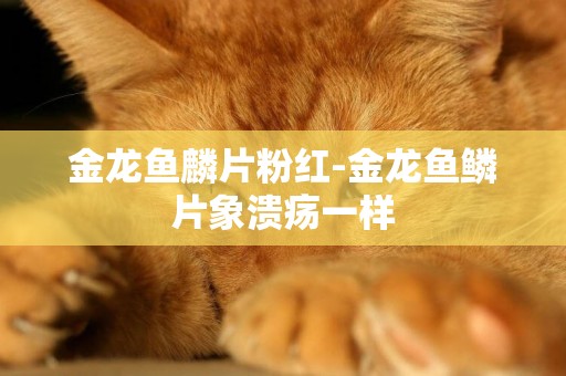 金龍魚麟片粉紅-金龍魚鱗片象潰瘍一樣