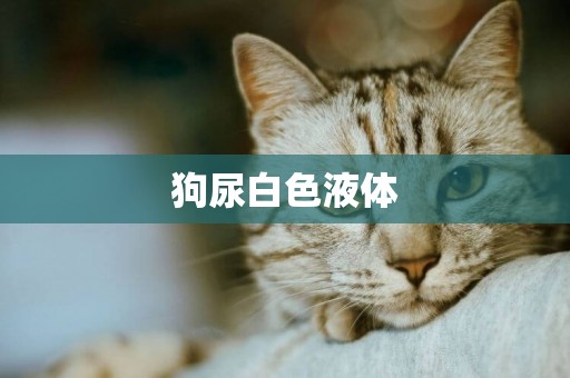 狗尿白色液體
