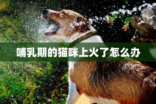 哺乳期的貓咪上火了怎么辦
