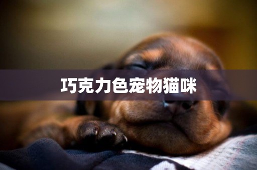 巧克力色寵物貓咪