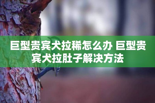 巨型貴賓犬拉稀怎么辦 巨型貴賓犬拉肚子解決方法