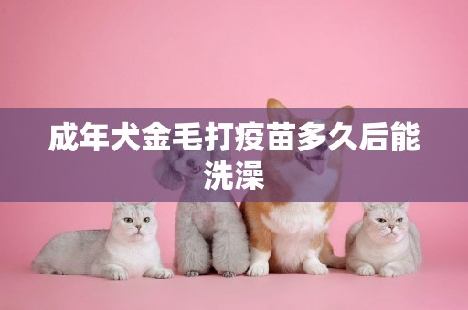 成年犬金毛打疫苗多久后能洗澡