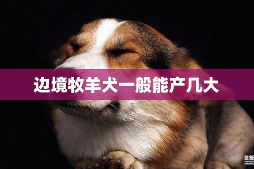 邊境牧羊犬一般能產幾大