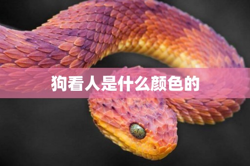 狗看人是什么顏色的