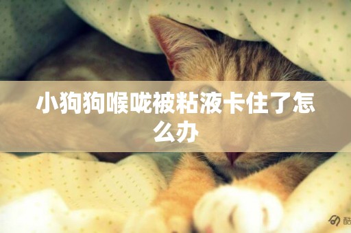 小狗狗喉嚨被粘液卡住了怎么辦