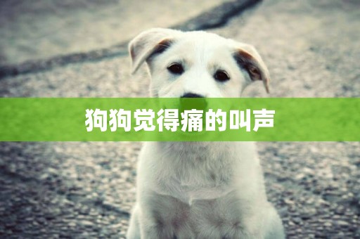 狗狗覺得痛的叫聲
