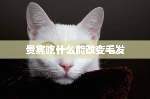 貴賓吃什么能改變毛發