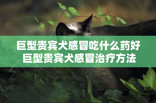 巨型貴賓犬感冒吃什么藥好 巨型貴賓犬感冒治療方法