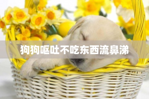 狗狗嘔吐不吃東西流鼻涕