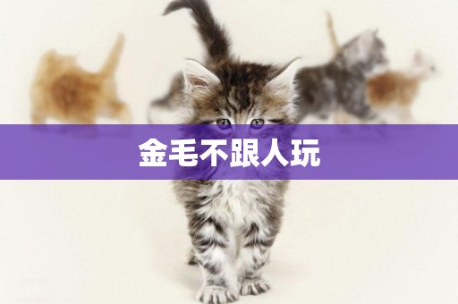 金毛不跟人玩