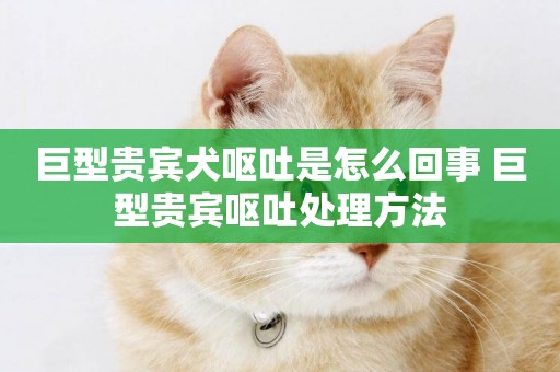 巨型貴賓犬嘔吐是怎么回事 巨型貴賓嘔吐處理方法