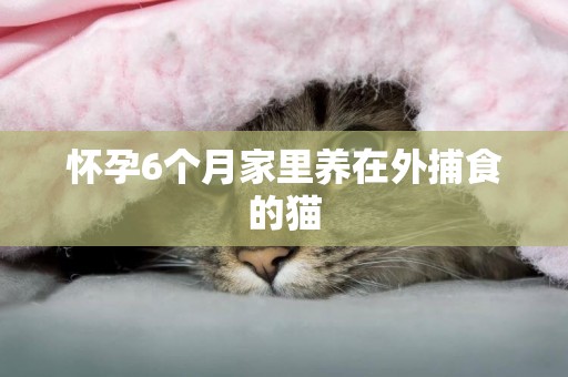 懷孕6個月家里養在外捕食的貓